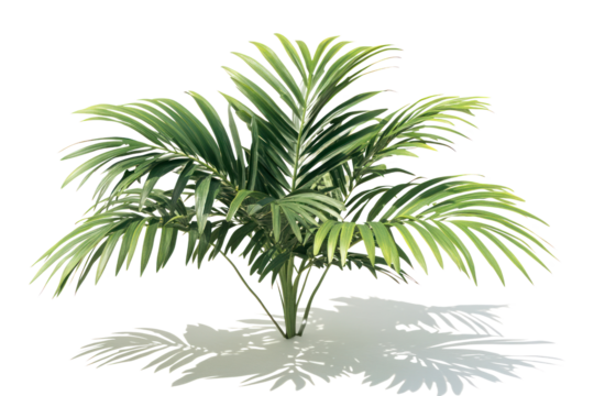 Lush Tropical Palm:  A vibrant and lush tropical palm tree with delicate fronds against a pristine background. Ideal for adding a touch of the tropics to your designs.  
