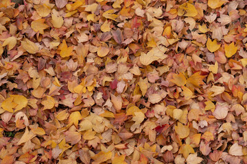 Autumn foliage fallen leaves