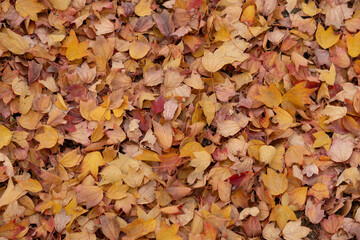 Autumn foliage fallen leaves