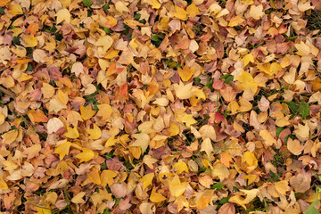 Autumn foliage fallen leaves