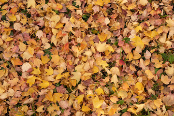 Autumn foliage fallen leaves