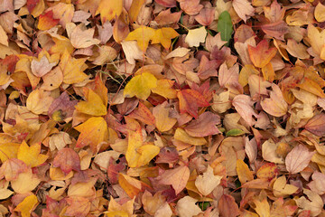 Autumn foliage fallen leaves