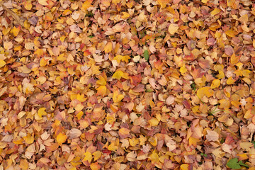 Autumn foliage fallen leaves