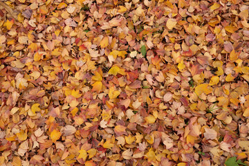 Autumn foliage fallen leaves
