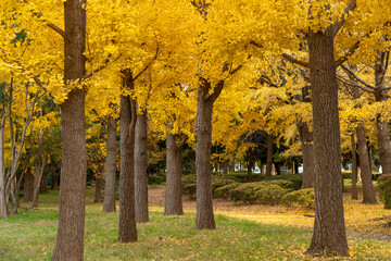 Gingko trees foliage