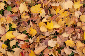 Autumn foliage fallen leaves