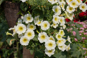 Thai agricultural produce to be exhibited at the fair