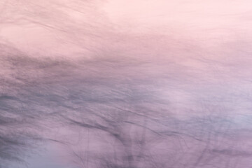 Art Abstract blurred tree faded behind pink and blue background