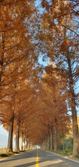 Fototapeta premium Sunchang Metasequoia Road