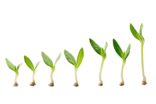 Growth Stages: A row of vibrant green seedlings showcases the journey of growth, from tiny sprouts to flourishing young plants.  