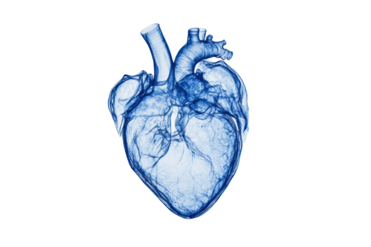 X-ray of heart, detecting abnormalities in chest cavity isolated on transparent and white background.PNG image - Powered by Adobe