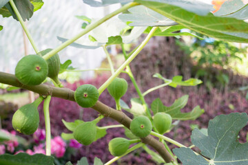 Thai agricultural produce to be exhibited at the fair