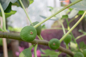 Thai agricultural produce to be exhibited at the fair