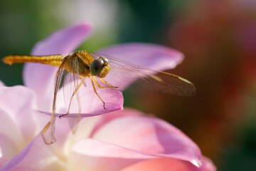 Natural macro Dragonfly in the garden.