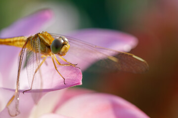 Natural macro Dragonfly in the garden.