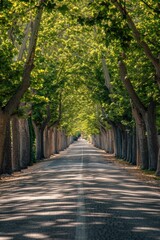 A road lined with trees on both sides, with a simple and atmospheric