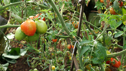 Red and Green Tomatoes that are wet after being watered appear to be growing well in the garden