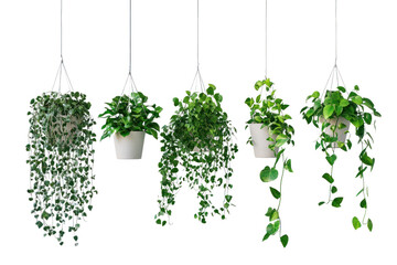Trailing plants in hanging pots, adding movement and depth to interiors, isolated on transparent and white background.PNG image	