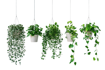 Trailing plants in hanging pots, adding movement and depth to interiors, isolated on transparent and white background.PNG image	