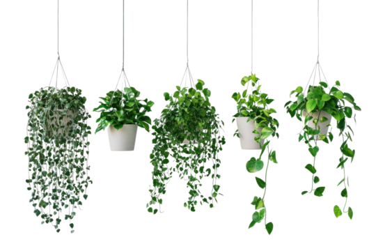 Trailing plants in hanging pots, adding movement and depth to interiors, isolated on transparent and white background.PNG image	