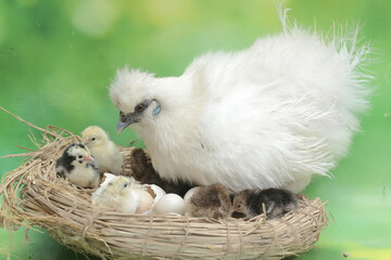 A mother hen is playing with her newly hatched babies while incubating her eggs. This animal has the scientific name Gallus gallus domesticus.