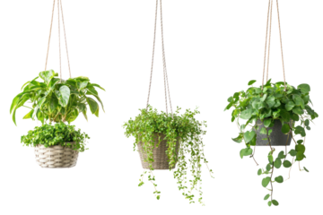 Hanging plants in pots, bringing life to balconies and small apartments  isolated on transparent and white background.PNG image	