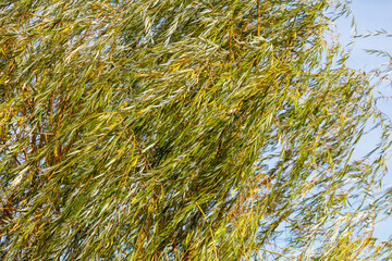 A tree with many branches and leaves blowing in the wind