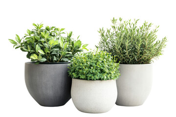 Large garden pots with outdoor plants, adding greenery to patios and terraces isolated on transparent and white background.PNG image	