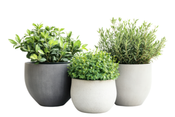 Large garden pots with outdoor plants, adding greenery to patios and terraces isolated on transparent and white background.PNG image	