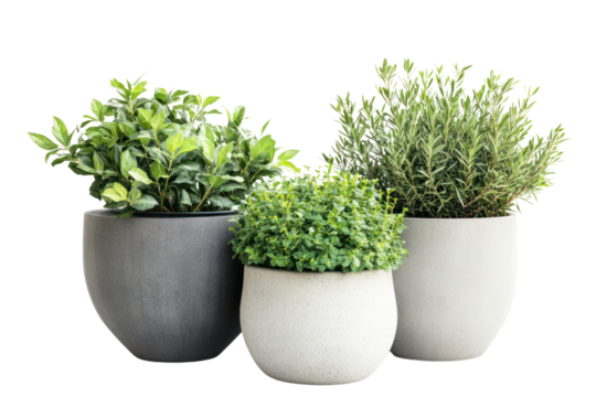 Large garden pots with outdoor plants, adding greenery to patios and terraces isolated on transparent and white background.PNG image	