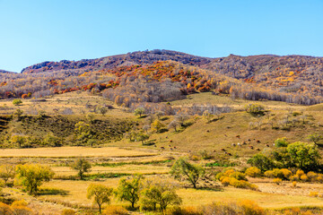 Naklejka premium Colorful forest and mountain nature landscape in autumn. Beautiful Ulan Butong grassland scenery in Inner Mongolia, China.