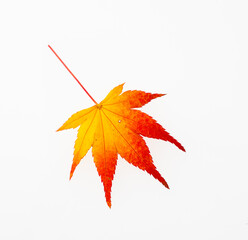 　もみじ　　スタジオ撮影