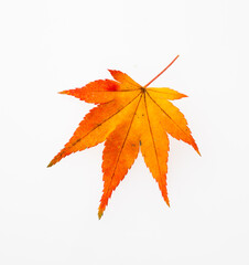 　もみじ　　スタジオ撮影