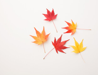 　もみじ　　スタジオ撮影