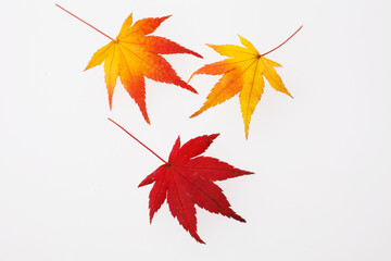 　もみじ　　スタジオ撮影