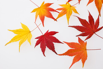 　もみじ　　スタジオ撮影