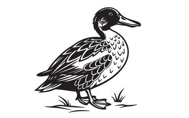 Northern Pintail Vector Illustration Black Design on a Transparent Background