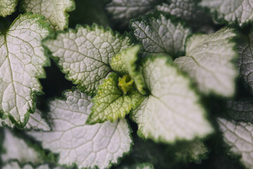 Macro shot of variegated leaves detail