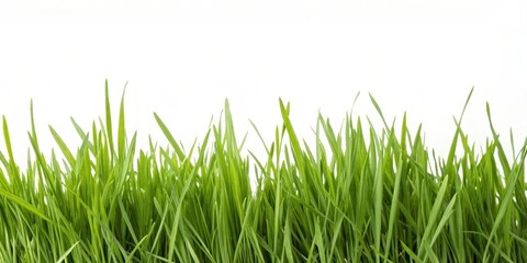 Fototapeta premium A vibrant border of lush, green grass blades against a bright white background, perfect for design elements