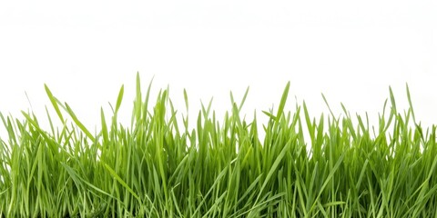 Fototapeta premium Vibrant Green Grass Blades Isolated on White Background, Ideal for Springtime Designs and Nature-Themed Projects