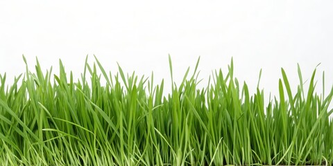 Obraz premium Vibrant Green Grass Blades Forming a Lush Natural Border Against a Plain White Background