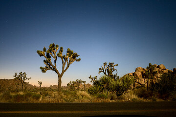 Joshua tree national park at night, California, USA