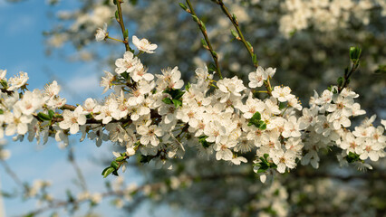Blooming plum flowers on a spring branch.