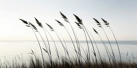 Obraz premium Coastal Grass Vector Silhouette Illustration on White Background for Nature and Landscape Themes, Ideal for Posters, Prints, and Digital Projects in Coastal and Outdoor Aesthetics