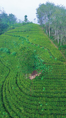 Aerial View of Lush Tea Plantations on Mountain Slopes.
Aerial view of hills with tea plantation at misty morning in Sri Lanka Drone photo. 