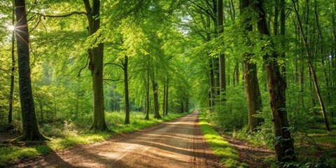 Fototapeta premium Sunlit Path Through a Lush Green Forest Canopy