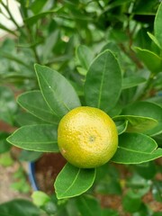 lemon on tree