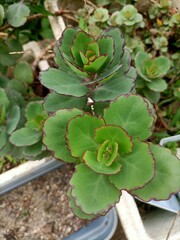 cactus in the garden