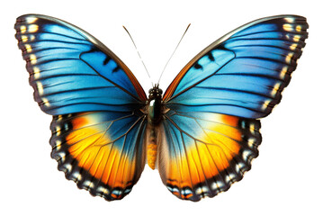 Fototapeta premium Blue and orange butterfly with detailed wings against transparent background