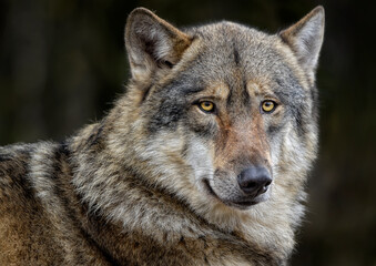 A close up of a Grey Wolf